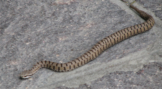 vipera 550(1) Ragazzo di Ziano morso dalla vipera. 2014 Anno della Vipera 