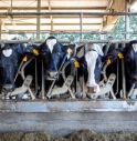 Aviaria, epidemia in bovini Usa 'da fine 2023 e più estesa di quanto si pensi'.