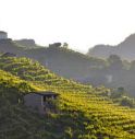I pesticidi fermano la candidatura Unesco delle colline del Prosecco: svelati i retroscena della bocciatura