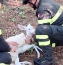 Vigili del Fuoco