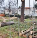 taglio alberi in stazione a Montebelluna