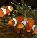 Troppa luce artificiale, Nemo a rischio