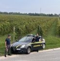 Un'approfondita operazione di controllo della Guardia di Finanza di Treviso nei campi della Marca trevigiana durante la campagna di vendemmia 2026 ha portato alla luce 25 lavoratori irregolari