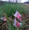 Topicida lungo la strada, cani a rischio avvelenamento