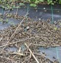 Moria di api a Selva del Montello: “Sterminate dai pesticidi”