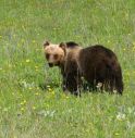 Carcassa di un orso trovata nei boschi