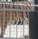 “No agli animali sfruttati”: molti contestano l’arrivo del circo a Pieve di Soligo