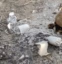 Mamma papera nidifica in centro tra i rifiuti: è polemica