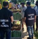 Lavoravano in nero nei campi: maxi multa all'azienda