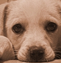 Podenca, la cagnolina salvata grazie a un libro