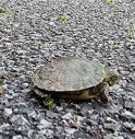 Trachemys scripta (tartaruga palustre americana)