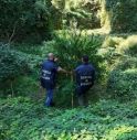 Due piantagioni di marijuana scoperte dopo il controllo con l'elicottero