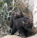 Due piccoli 'lupi della criniera' nati nel Parco