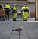 Venezia, gli albergatori cercano rimedi contro i gabbiani 'predatori' 