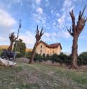 “Alberi mutilati”: la denuncia di Legambiente del Vittoriese “Alberi mutilati”: la denuncia di Legambiente del Vittoriese