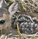 Mamma capriolo muore annegata ma il cucciolo è salvo