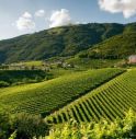 Le colline del Prosecco candidate a patrimonio dell'Unesco