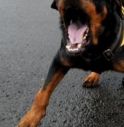 Montebelluna, libera i suoi cani che aggrediscono il veterinario: denunciato