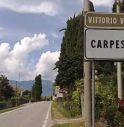 Carpesica