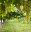 Vigneti lungo il Lierza: un pericolo da eliminare