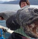 Altro che mostro di Loch Ness, pesce mai visto vicino a Fukushima