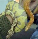 serpenti