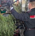 marijuana sequestrata marijuana sequestrata