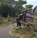 Cade un albero, coppia rimane ferita. La donna è grave