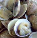 Siccità: Cia, prezzo vongole +40% e crolla il consumo (-50%) 