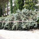  Vento forte: alberi in strada, camini incendiati e linee elettriche danneggiate