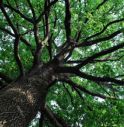 “Un albero per ogni nato”, domenica 53 consegne 