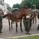 1500 Alpini, da Treviso a Piacenza