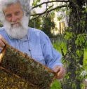 Moria di api sul Montello: sotto accusa vigneti e patate