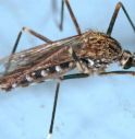 West Nile: identificato cluster in area agricola 