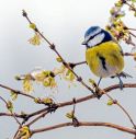 Temperature da record, oltre 17 gradi registrati ieri a Maser e Vittorio Veneto 