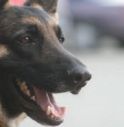 Uccide il cane della polizia, condannato a 25 anni di carcere