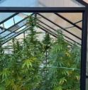Scoperta una serra di marijuana sul terrazzo