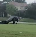 Avvistato Godzilla sul campo da golf, ma è “solo” un coccodrillo gigante