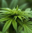 Polizia controlla B&B e scopre piantagione di cannabis 