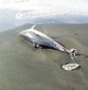 Delfino trovato morto sulla spiaggia