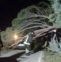 Albero finisce sul cofano di un'auto