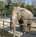 Bimba uccisa da un elefante allo zoo