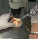Olanda, errore in laboratorio: 26 donne fecondate con sperma sbagliato
