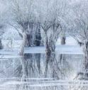 La foto del vittoriese Cristiano Vedramin piace a tutto il mondo: ha vinto il “Wildlife Photographer of the Year People’s Choice Award” 