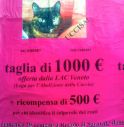 Gatta uccisa: 1500 euro a chi trova il colpevole