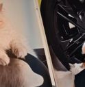 Choupette, la gatta 'ereditiera' di Karl Lagerfeld