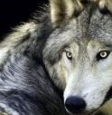 Triplicata la presenza dei lupi sulle Alpi in tre anni