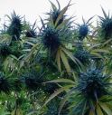 Nell’orto aveva piante di marijuana alte due metri