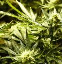 Infermiera coltiva marijuana in giardino, beccata