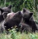 Uccidete quel cucciolo di orso!